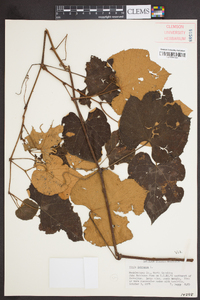 Vitis labrusca image