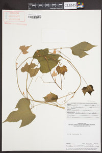 Vitis labrusca image