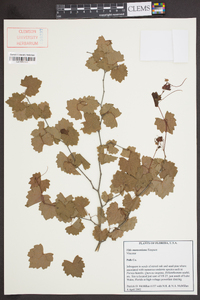 Vitis munsoniana image