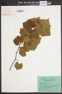 Vitis rotundifolia image