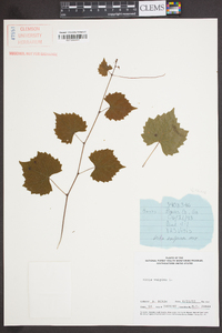 Vitis vulpina image