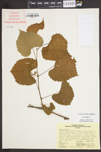 Vitis vulpina image