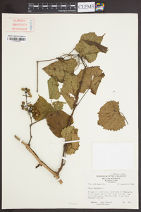 Vitis vulpina image