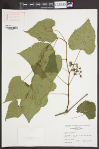 Vitis vulpina image