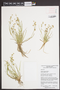 Juncus repens image