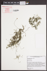 Utricularia gibba image