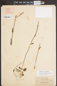 Erigeron pulchellus var. pulchellus image