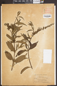 Buddleja japonica image