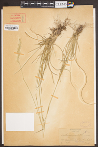 Danthonia sericea image