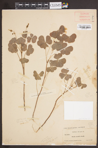 Oxalis grandis image