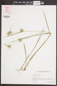 Carex lonchocarpa image