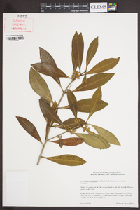 Osmanthus americanus image