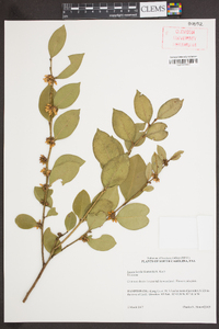 Lyonia lucida image