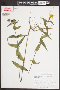 Helianthus hirsutus image