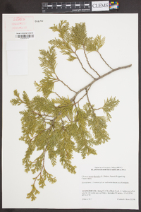 Chamaecyparis thyoides image