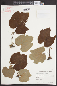 Vitis aestivalis var. aestivalis image