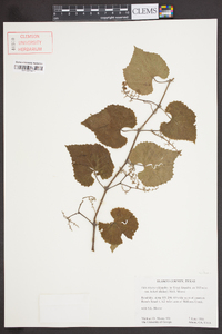 Vitis cinerea image