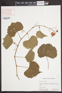 Vitis rupestris image