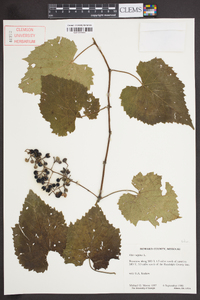 Vitis vulpina image