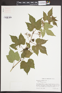 Ampelopsis cordata image