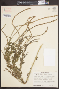 Verbena xutha image