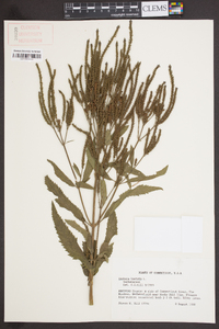 Verbena hastata image