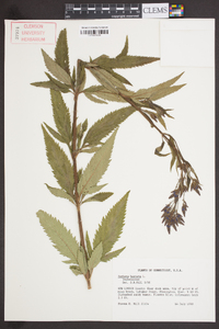 Verbena hastata image