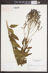 Verbena hastata image