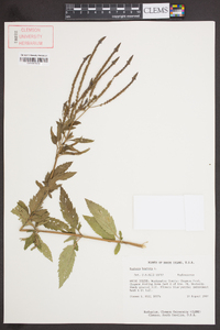 Verbena hastata image