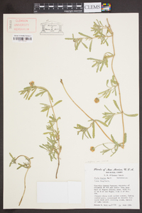 Phyla nodiflora image