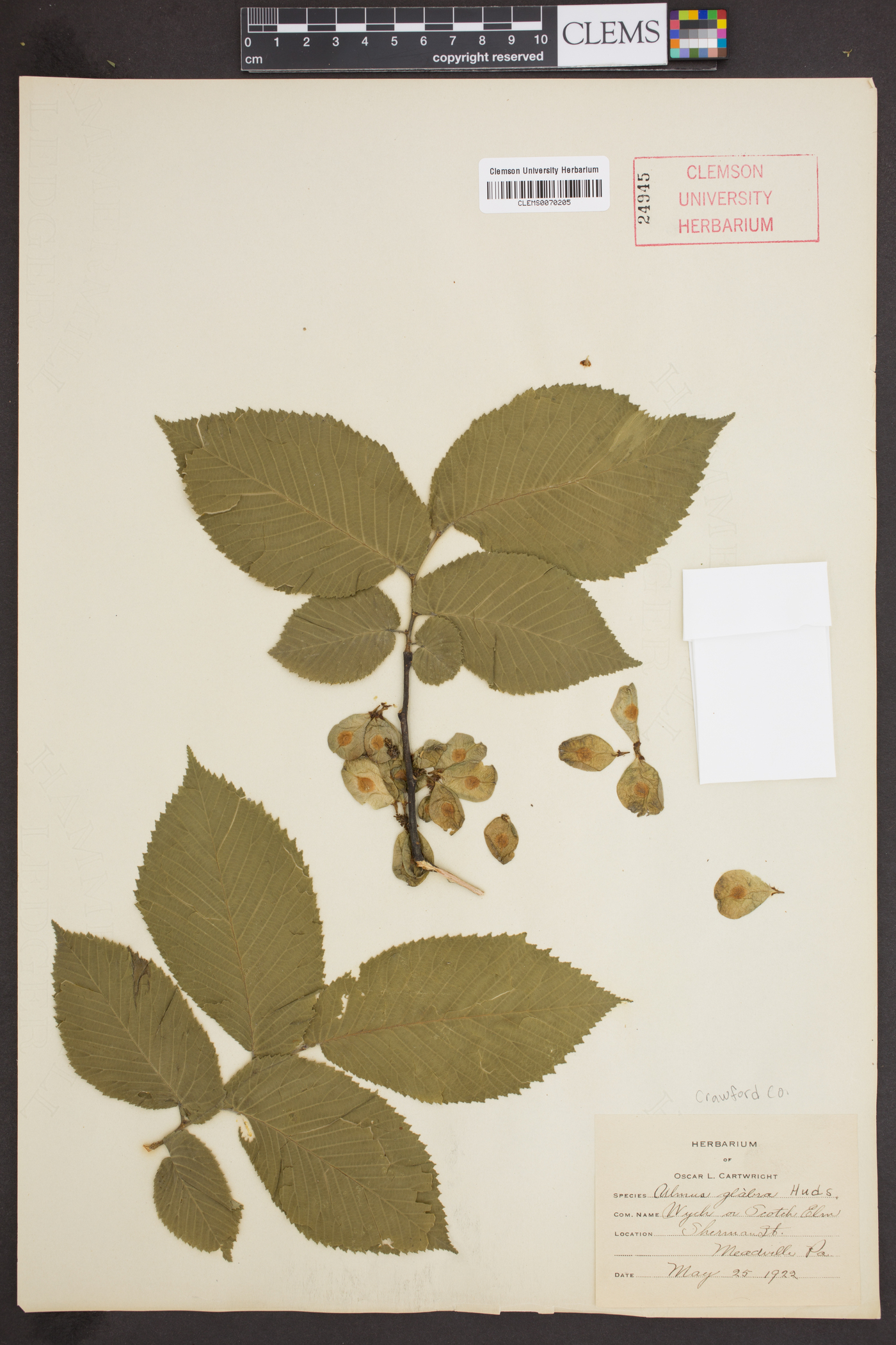 Ulmus glabra image