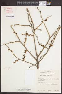 Ulmus japonica image