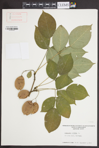 Staphylea trifolia image