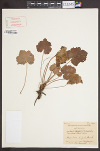 Heuchera americana var. hispida image