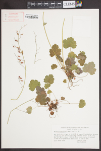 Heuchera parviflora image