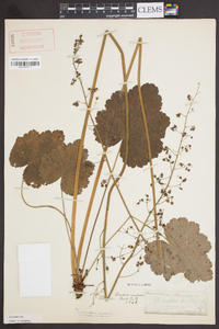 Heuchera americana image