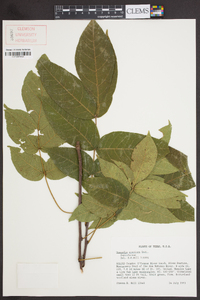 Ungnadia speciosa image