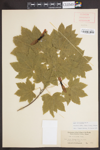 Acer circinatum image