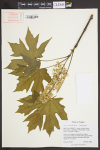 Acer macrophyllum image