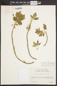 Acer negundo var. californicum image