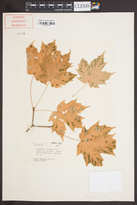 Acer nigrum image