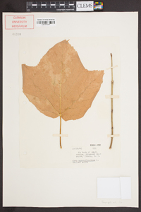 Acer pensylvanicum image