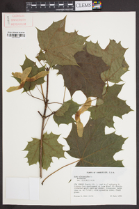 Acer platanoides image