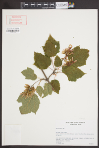 Acer spicatum image