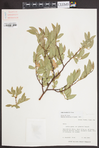 Salix boothii image