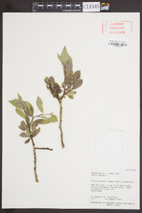 Salix glauca image