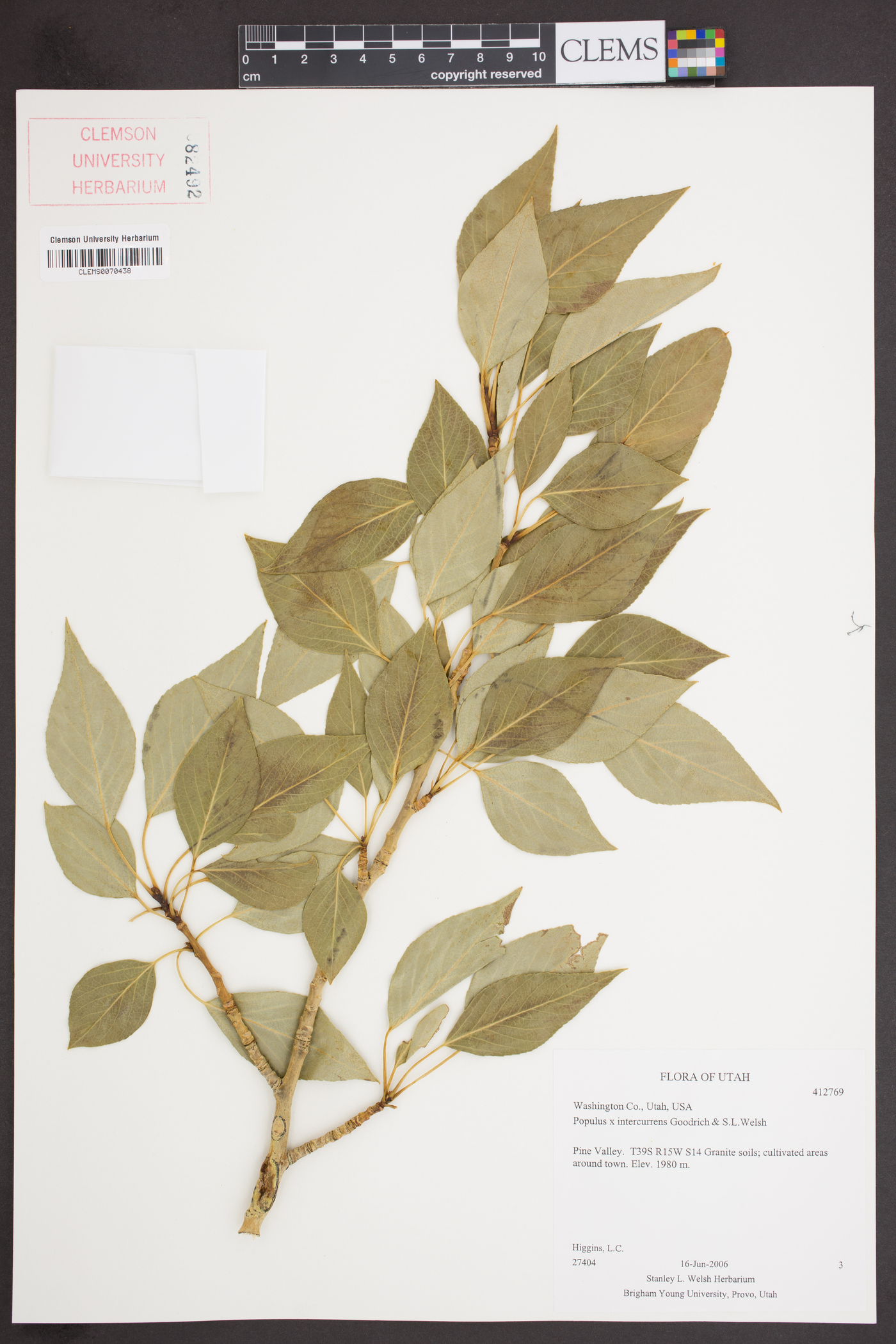 Populus x intercurrens image