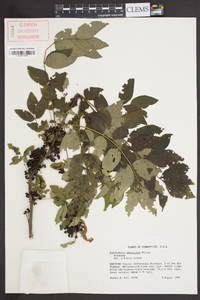 Zanthoxylum americanum image