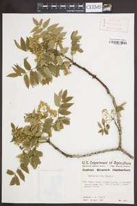 Zanthoxylum clava-herculis image