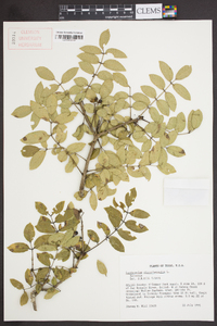 Zanthoxylum clava-herculis image